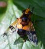 Volucella inflata